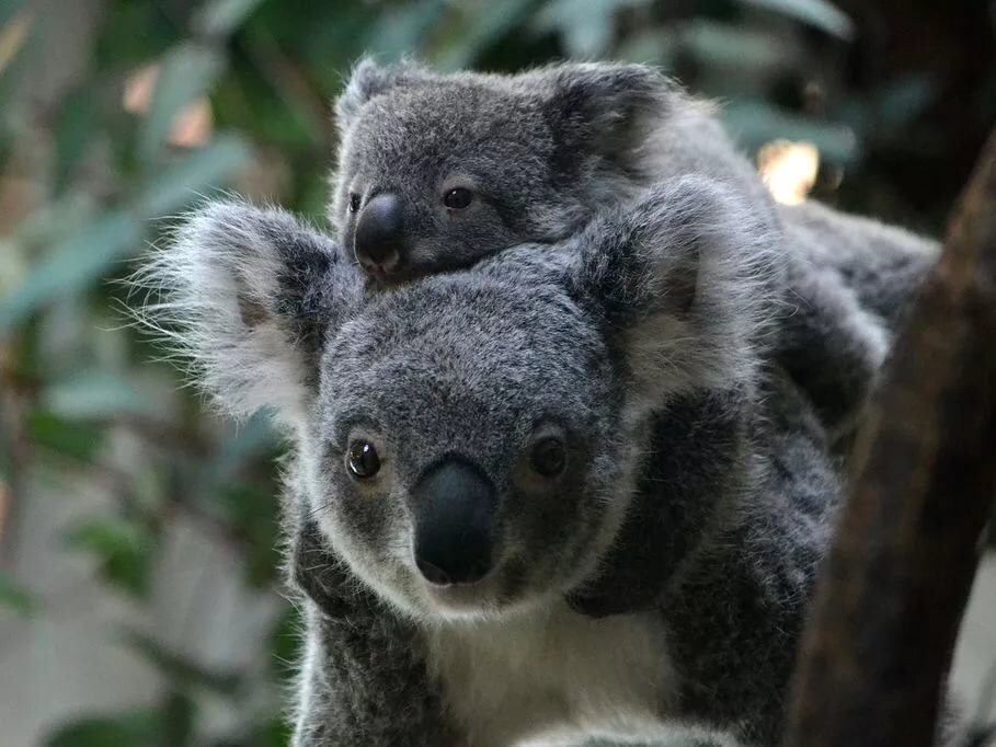 Коала с детенышем 
