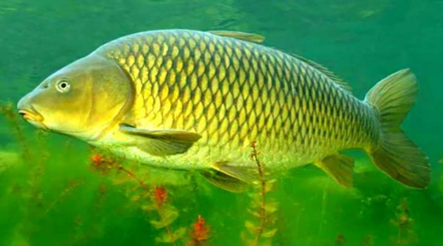 Сазан в природе... википедия