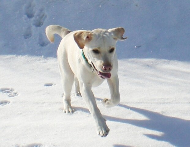 Этой собаке сейчас 13 лет. На фото она еще молодая,но уже на ковинане
