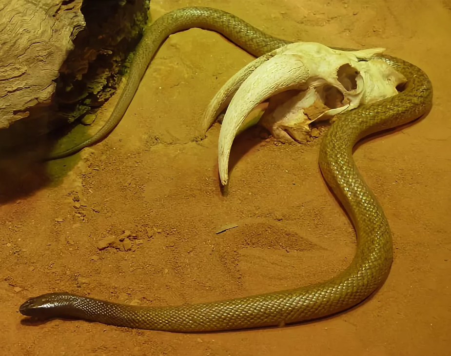 Австралийский ядовитый змей. Австралийский Тайпан змея. Тайпан Маккоя змея. Внутриматериковый Тайпан. Ядовитая змея Тайпан.