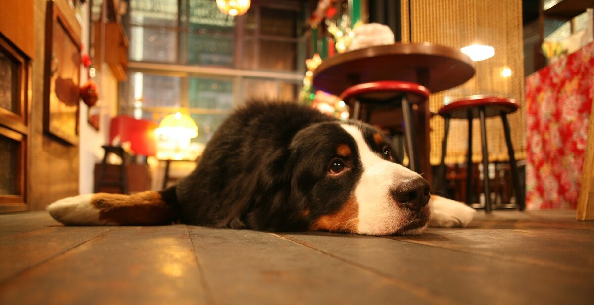 Яндекс картинки.