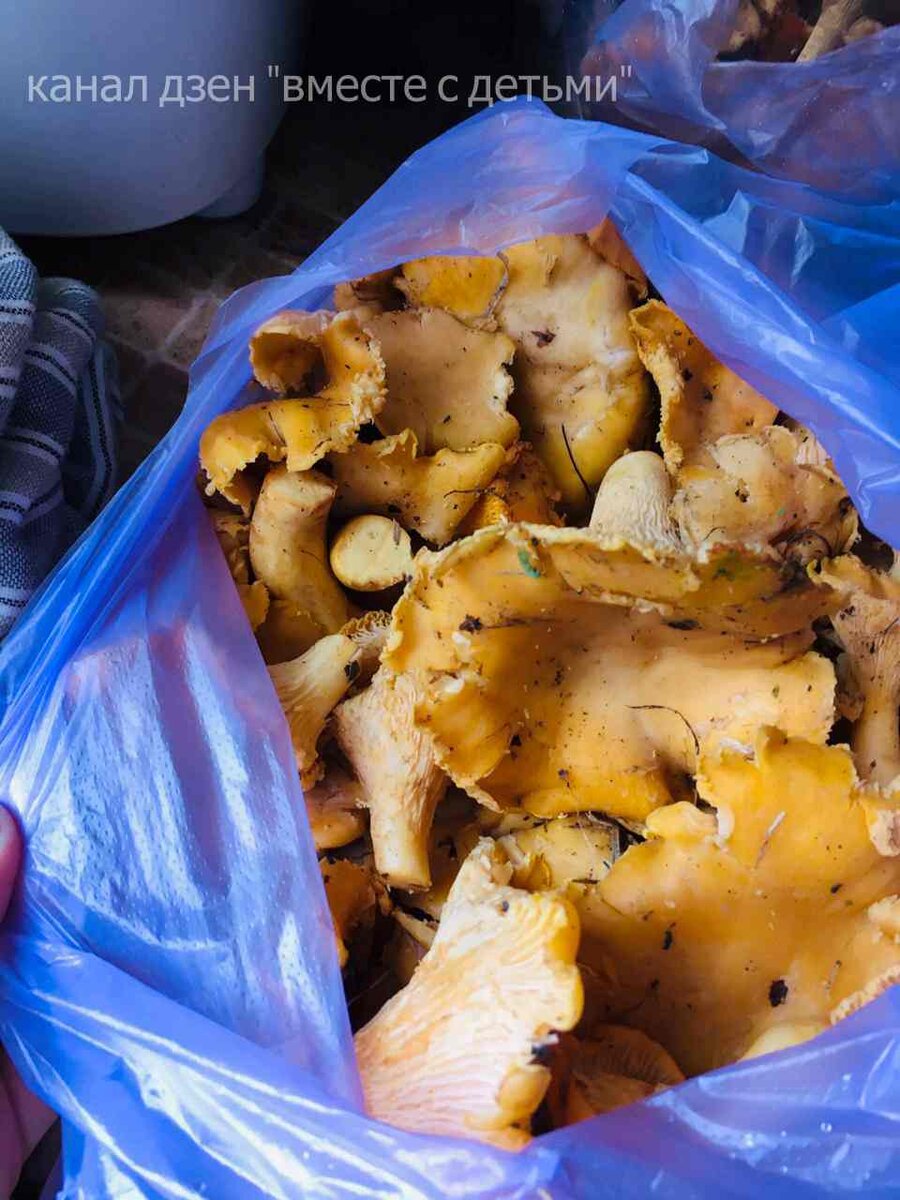 Свежие лисички, только что из леса.