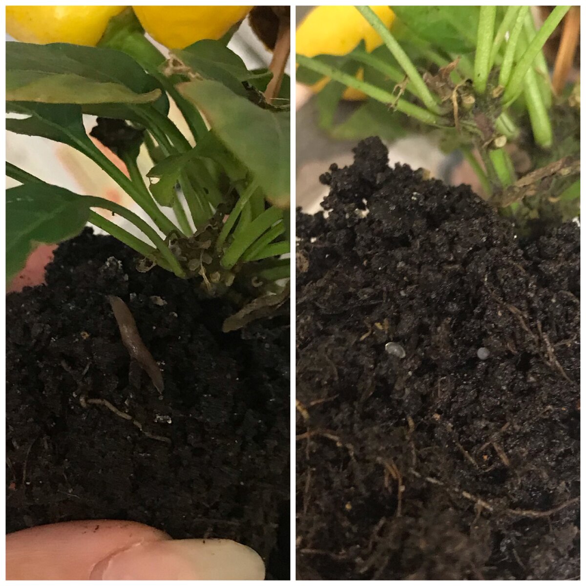 На левой картинке – слизень, на второй – яйца