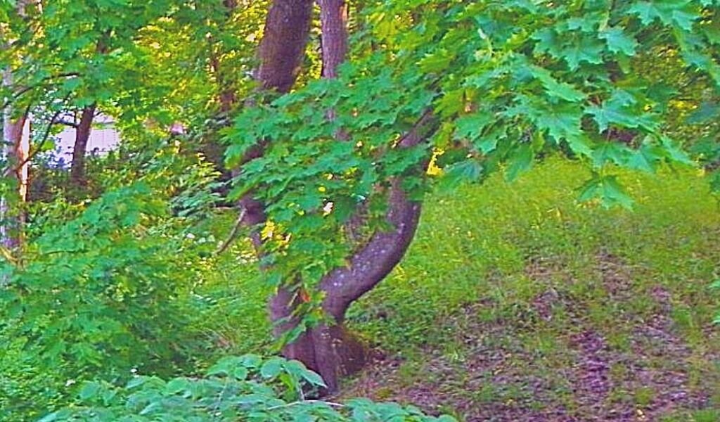 А вы делаете влагозарядный полив осенью