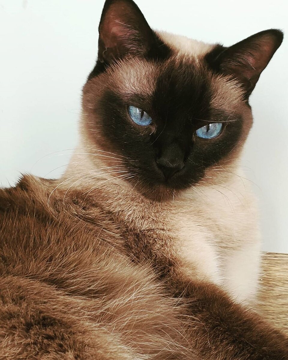 Красный сиамский кот
