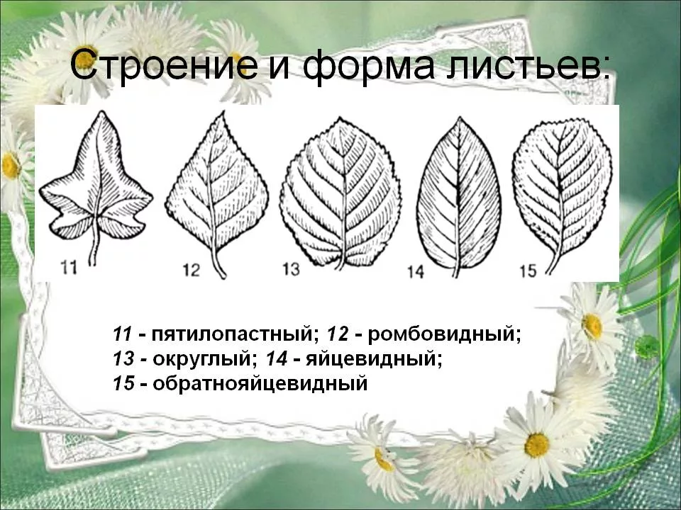 морфология листа растений. листы простые и слогиные. особенности формы листьев. морфология листовой пластинки черешка прилистников. форма листьев покрытосеменных растений.
