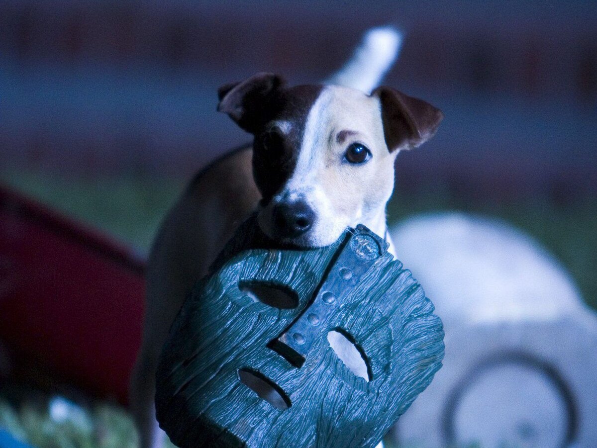 Источник: https://pets-expert.ru/sobaka-iz-maski/