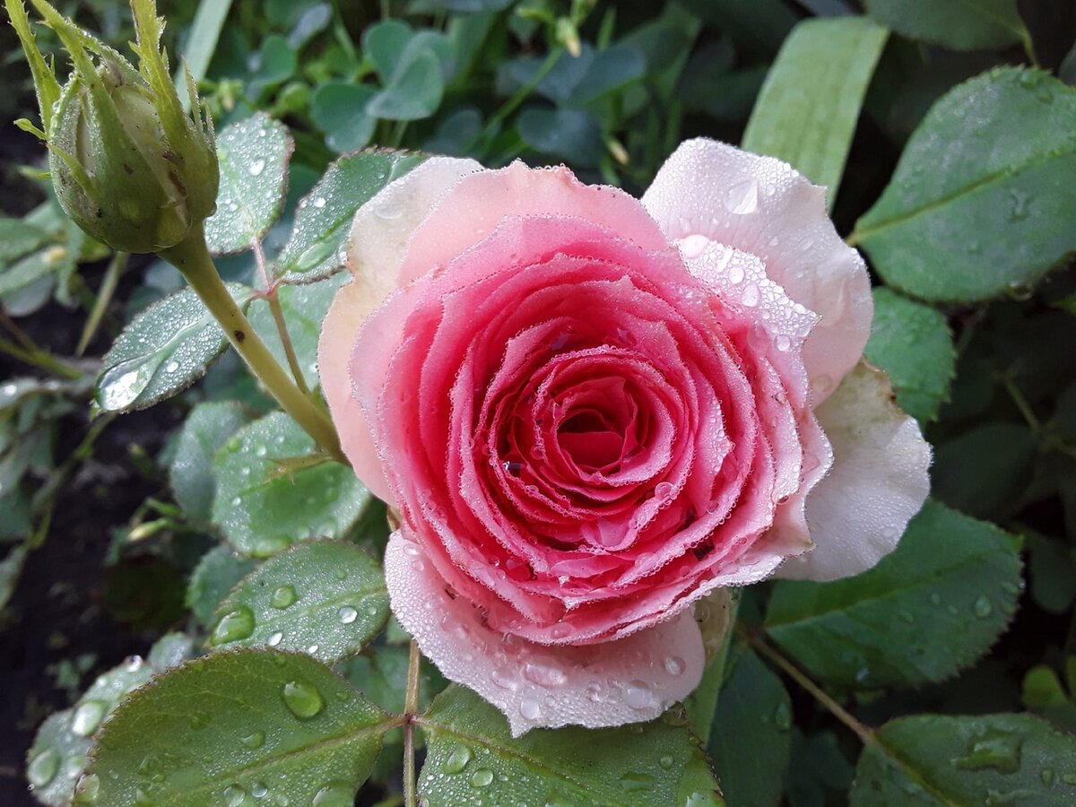 Чайно-гибридная роза, сорт First Lady