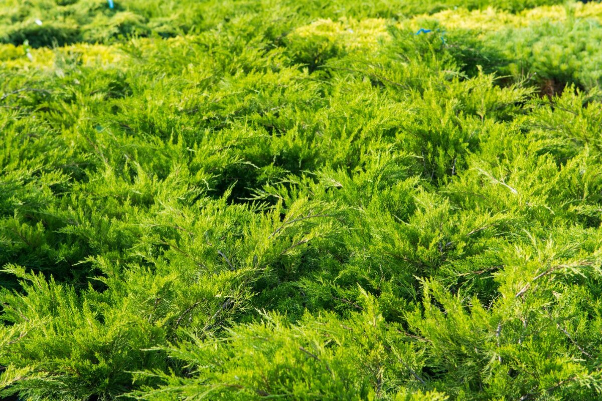 Можжевельник средний Mint Julep