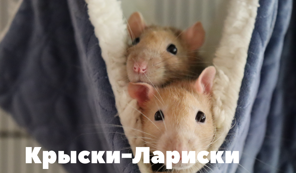 Крысы декоративные не переносят одиночества. Лучше брать однополой парой.