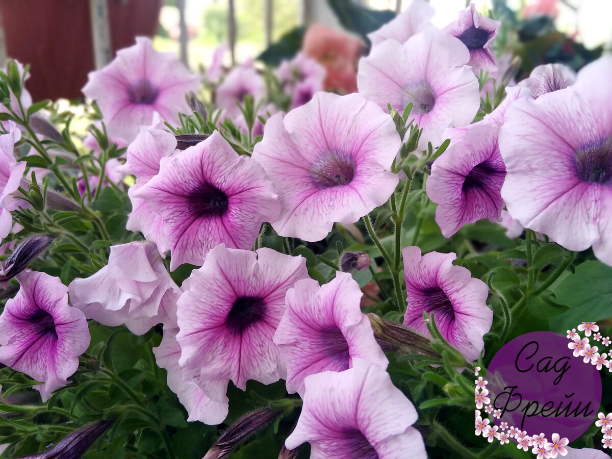 О том, как я срезала почти всю зелень и что из этого вышло...