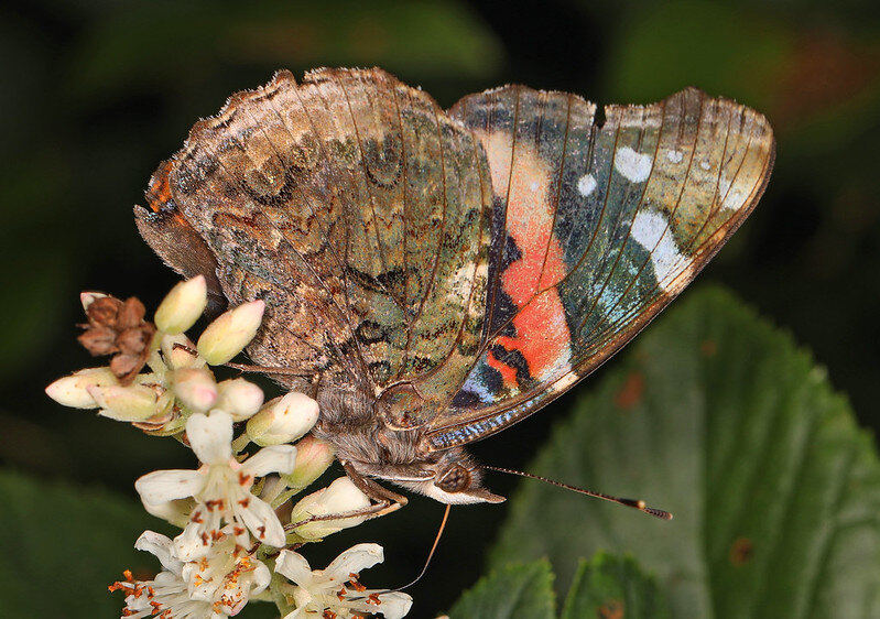 Фото Judy Gallagher (flickr.com)