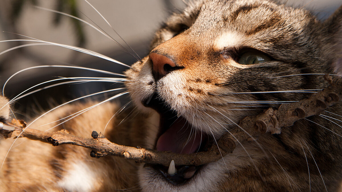 Ещё одной причиной того что кошки Вас кусают, это то что не все кошки любят когда их гладят там, где не надо.