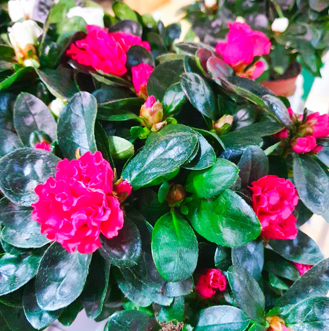 Уже скоро азалиями будут заставлены все полки в магазинах. Азалия – зимний цветок, способна выдерживать и отлично расти даже при температурах до +5 градусов.