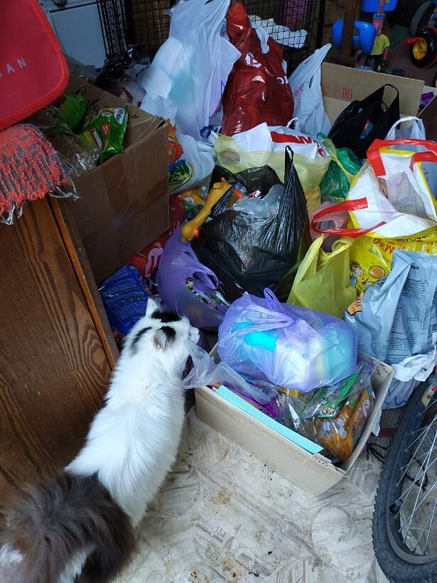 Фото: группа Вконтакте "4 лапы | Камешково"