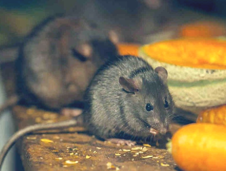 Мыши портят продукты