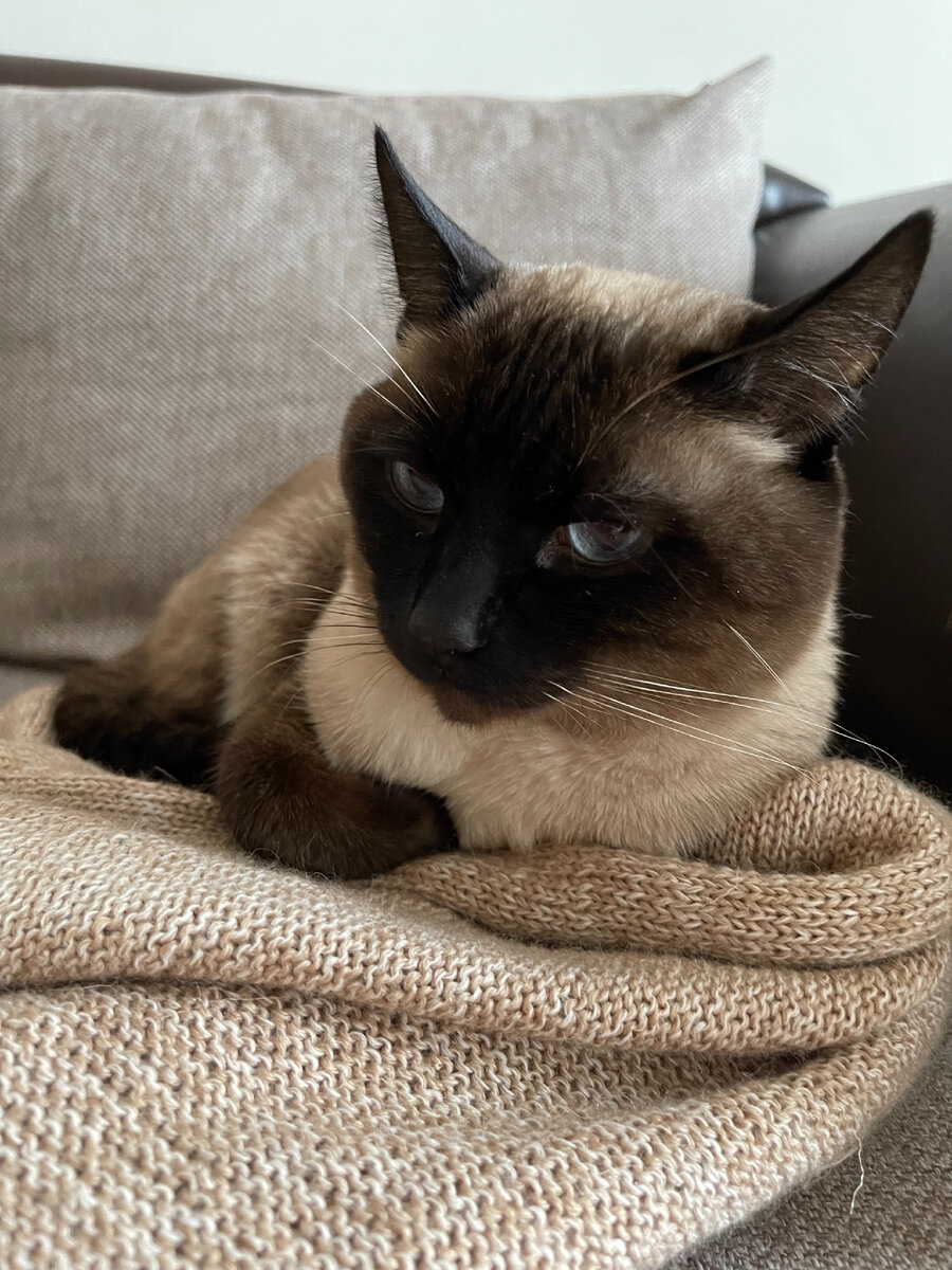 Босс возлежит на полуфабрикате свитера