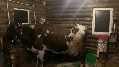 Нажмите на гифку 