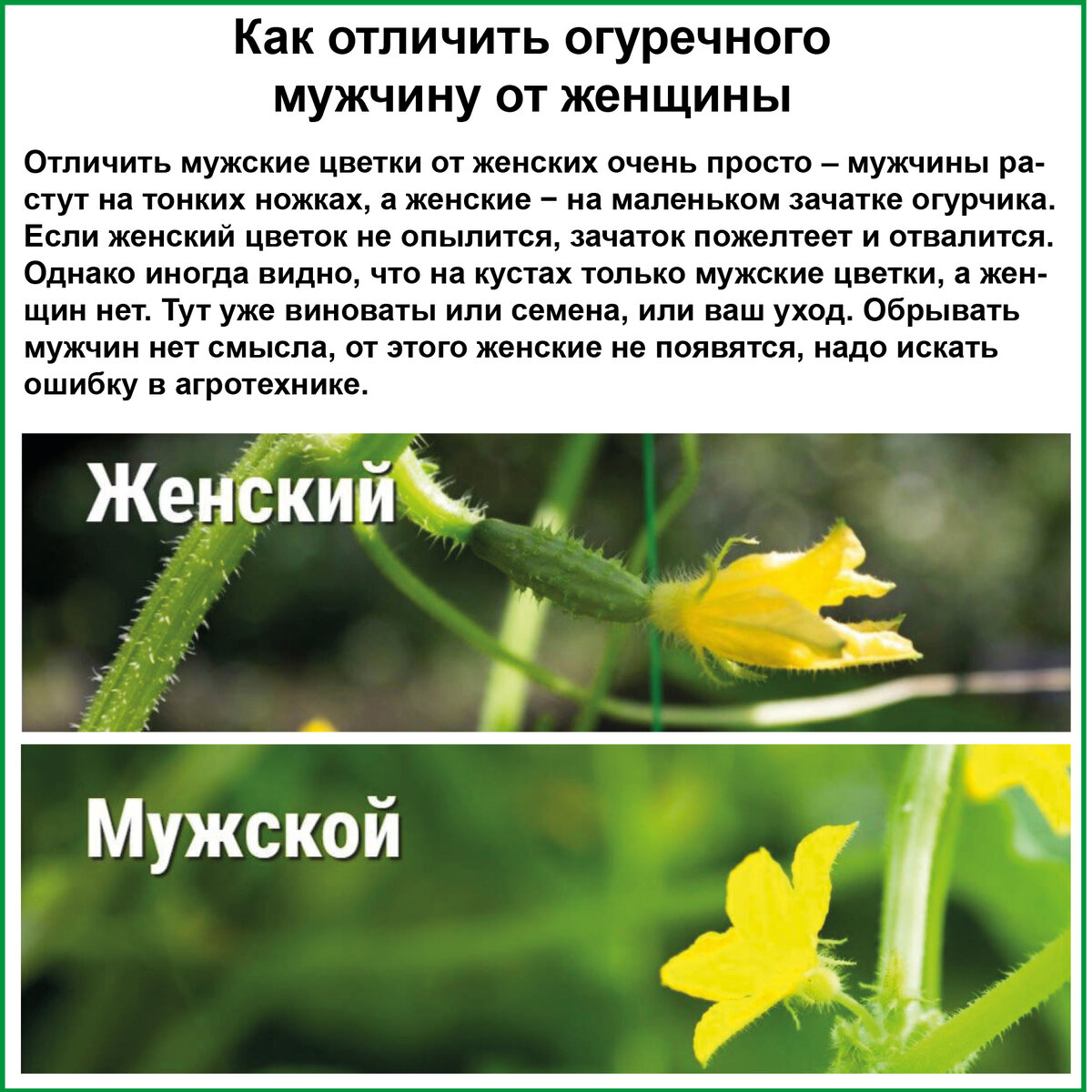 Пустоцвет на огурцах. Пустоцвет текст. Пустоцвет на огурцах. Пустоцвет вики. Может ли у лимона быть пустоцвет.
