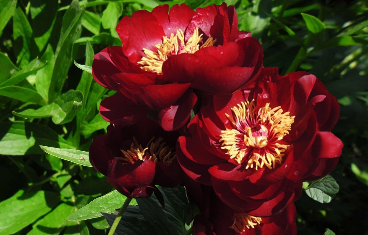 Buckeye Belle - полумахровые цветы, сорт родом из Нидерландов