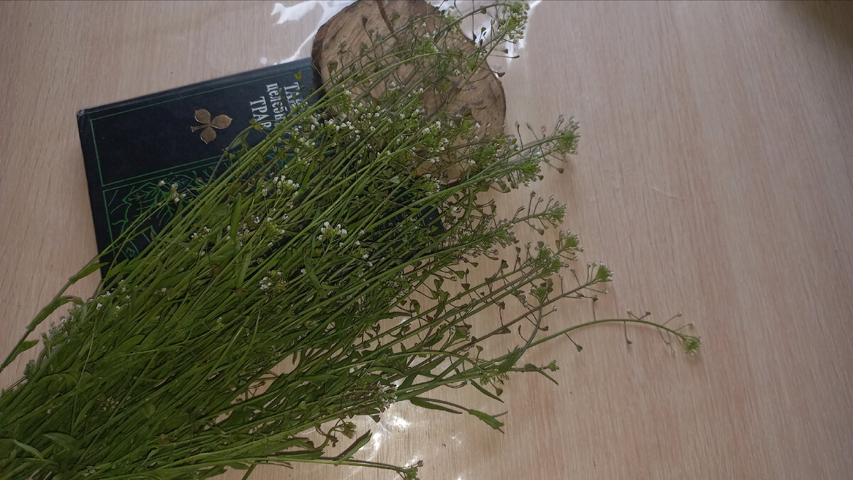 Растение пастушья сумка.