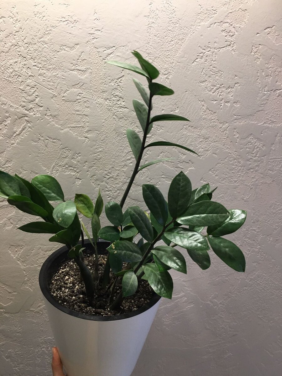 Замиокулькас