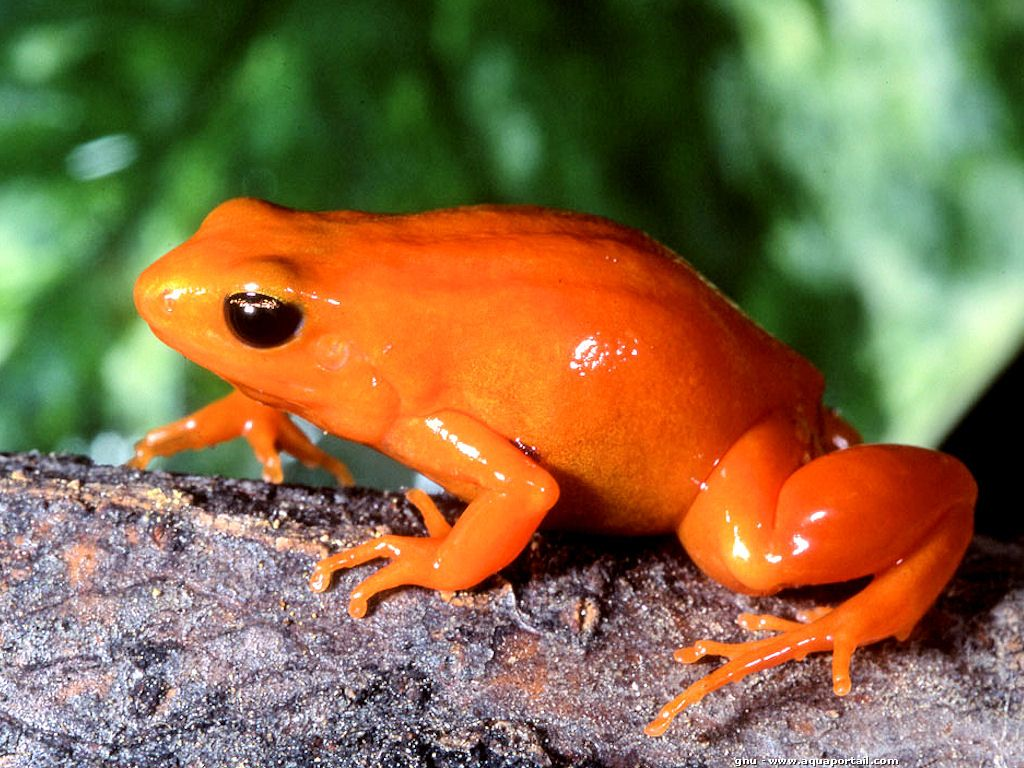 Golden frog. Золотая Мантелла. Лягушка золотистая Мантелла. Мадагаскарская Мантелла. Красная лягушка Мантелла.