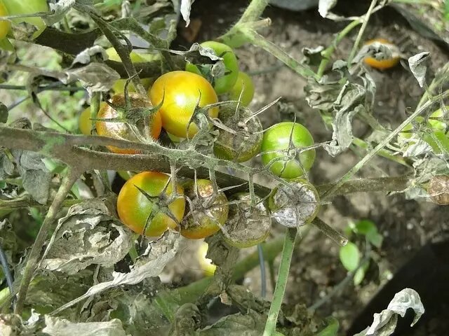 Фото pixabay/Dustytoes: фитофтороз томатов.