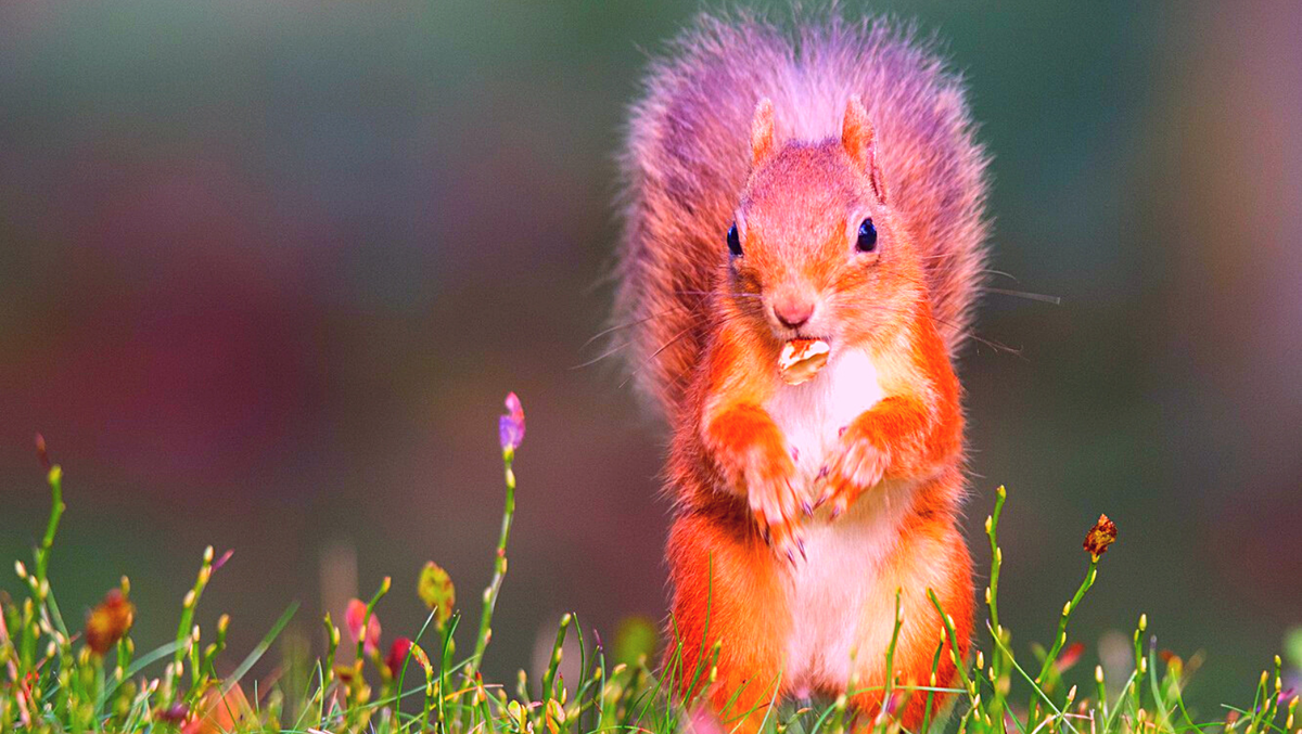 Нам ли быть в печали!