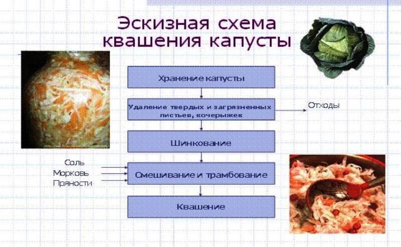 Процесс брожение капусты. Квашение процесс. Процесс брожения капусты при квашении. Квашение капусты схема. Химические процессы при квашении капусты.