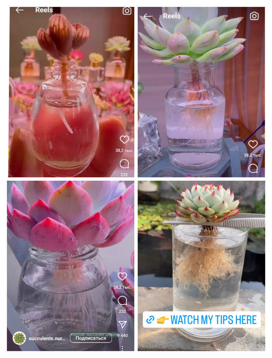Фото со страницы @succulents.nursery