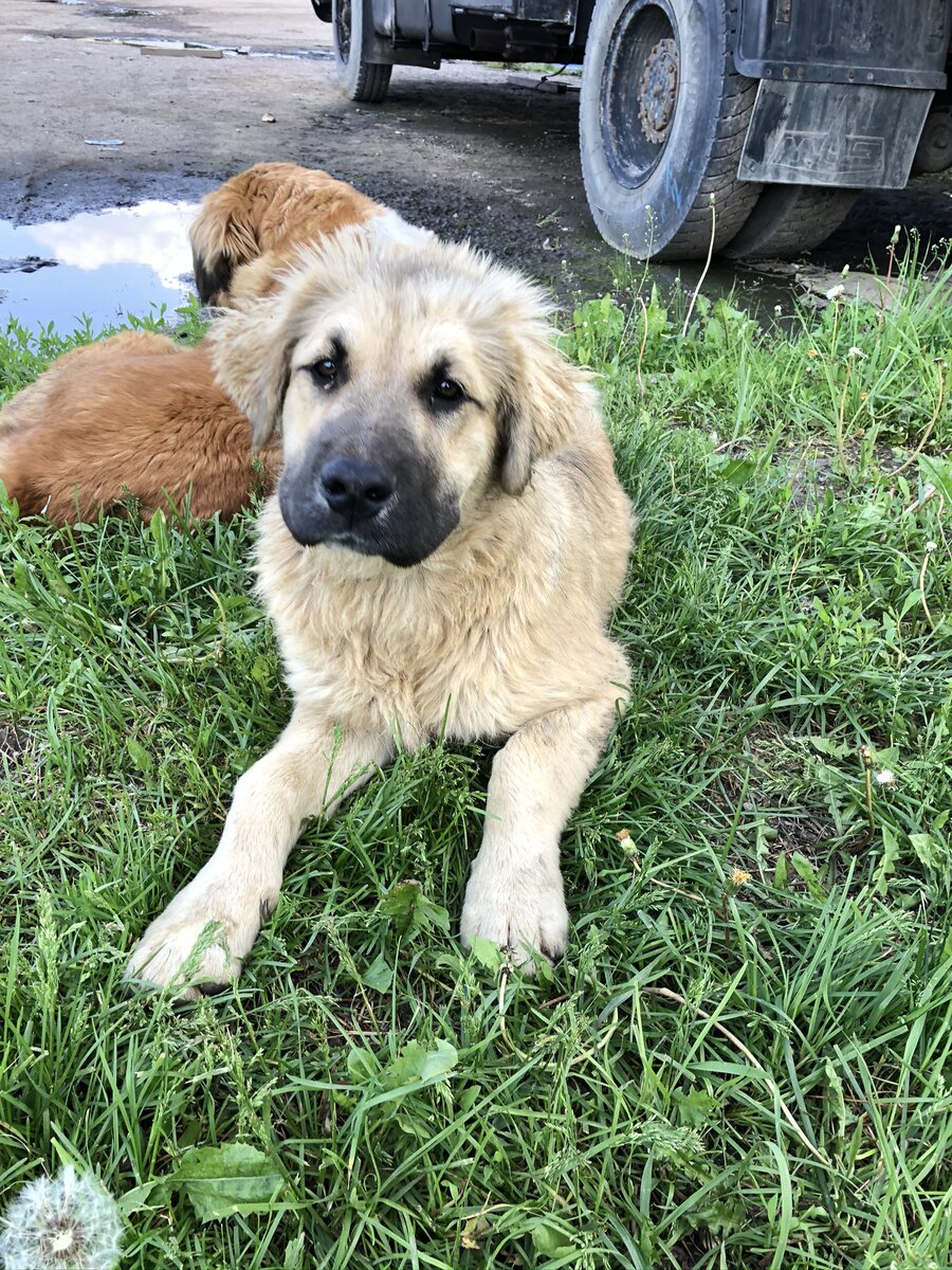 Бездомная собака