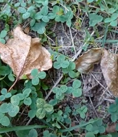 Уже много сухих листьев...