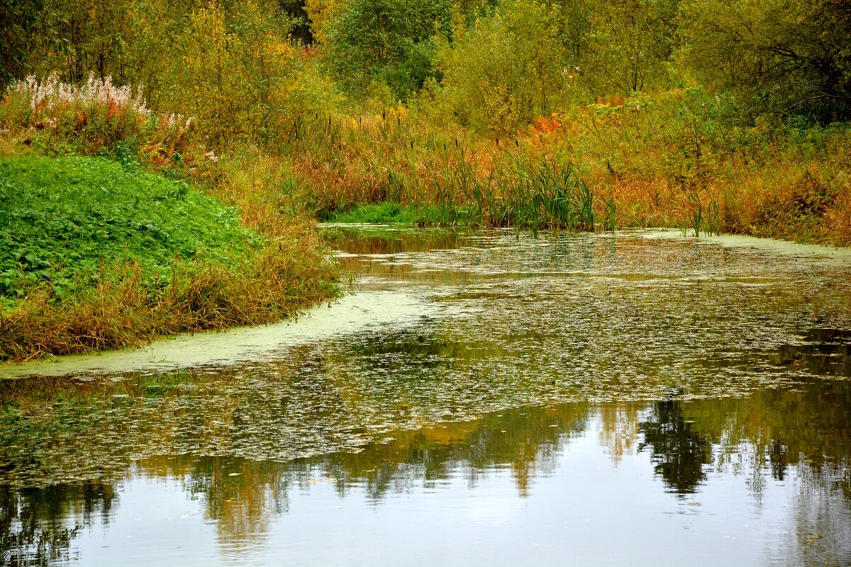 Тихая заводь. Фото Натальи ТРАПЕЗНИКОВОЙ.