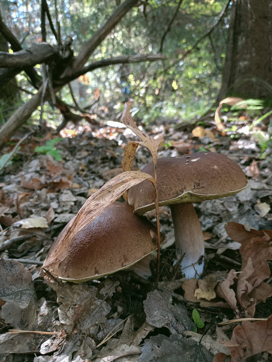 Беленькие красавцы) 