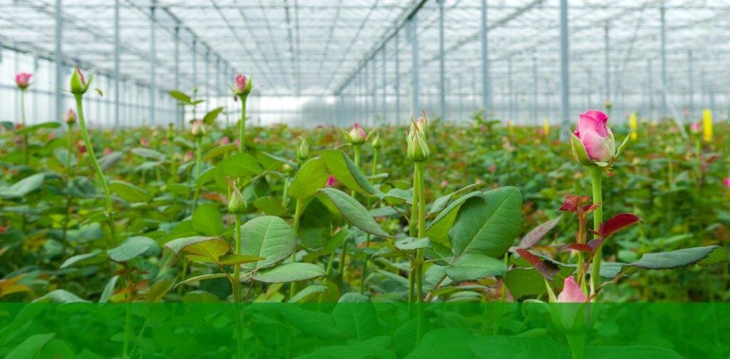  На фото представлены бутоны роз, растущих в теплице, которые через несколько дней превратятся в красавиц королев-цветов