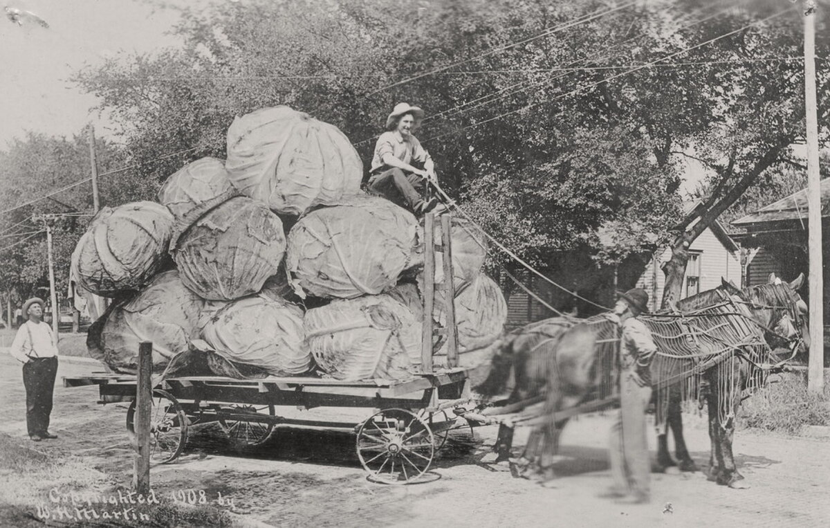 Эта  фотография 1908 года, США, поражает воображение и заставляет задуматься  о том, что же растили наши предки? И как они это делали?
