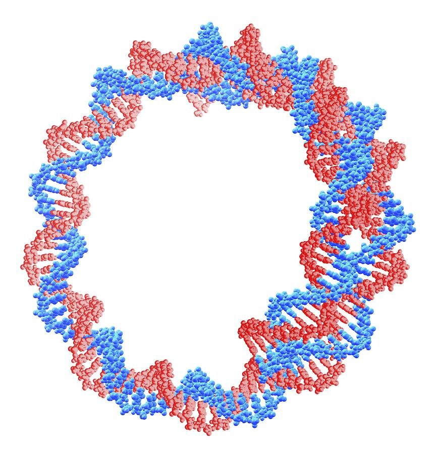 Кольцевая молекула днк вируса. Сверху вид молекула днк. Строение бактерии плазмида. Двухцепочная днк структура. Мелкие кольцевые молекулы днк.