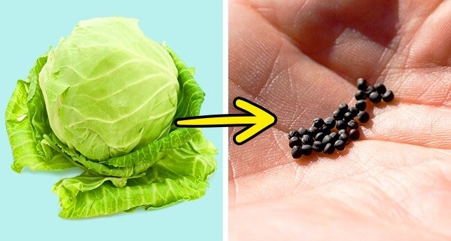 Итальянцы в качестве предупреждающих мер использовали вареную капусту или её семена, которые нужно было незаметно проглотить перед посещением мероприятия. В наше же время итальянцы после подобных событий просто отдают предпочтение еде белого цвета, например, рису, спагети и избегают употребления продуктов красного цвета.  
