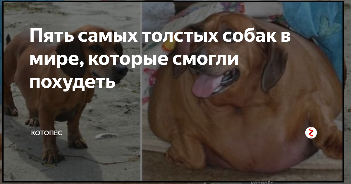 Пять самых толстых собак в мире, которые смогли похудеть | Котопёс | Дзен