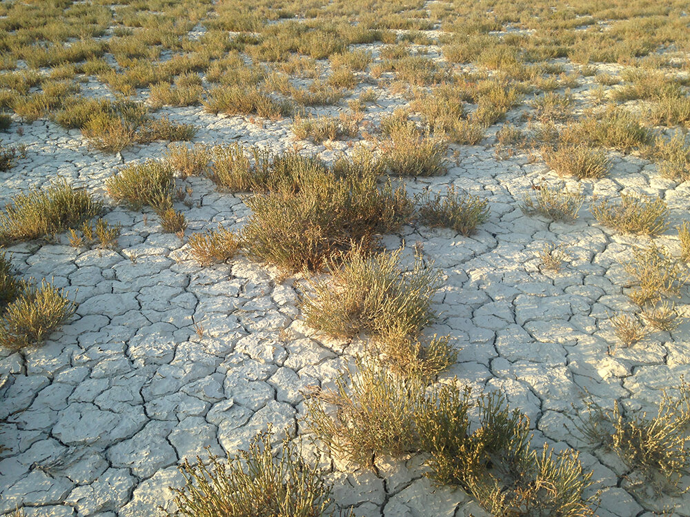 солончаки в россии. арекипа солончак. солончаки почвы. засоление почв солончаки и солонцы. солончаки это в географии.