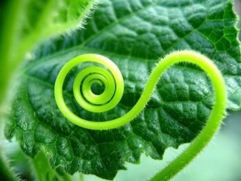 Механические ткани огуречных усов упруги и имеют большую прочность на разрыв.