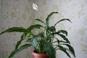Основные причины, из-за которых спатифиллум не может войти в фазу цветения, выглядят следующим образом: