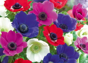 Размножать ветреницу можно несколькими способами: