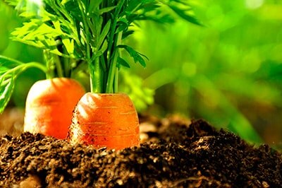 Высеивать морковь лучше всего сразу после схода снега. Это поможет избежать появления вредителей и болезней. Также она получит больше влаги.