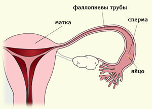 Как устроена мужская репродуктивная система
