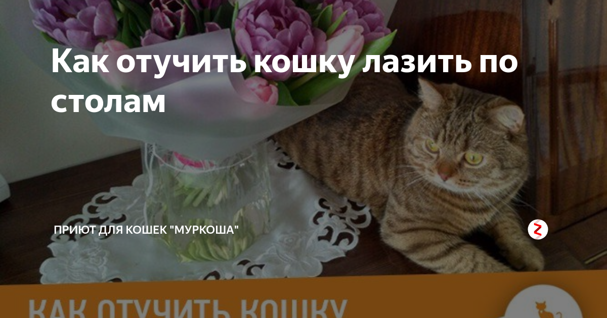 Чтобы котенок не лазил на стол