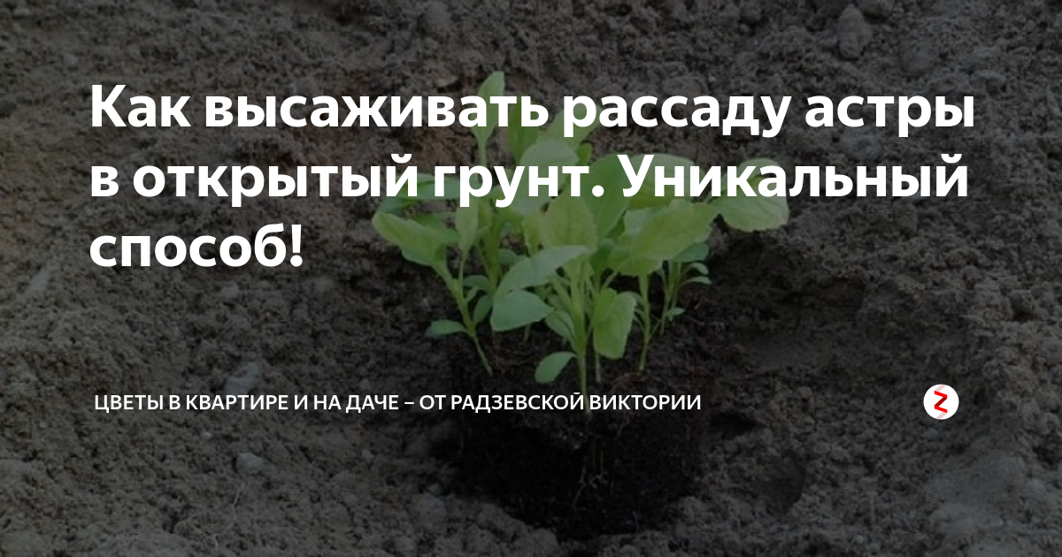 Посадка астры в открытый грунт рассадой. Рассада астры высадка в грунт. Высадка астр в грунт