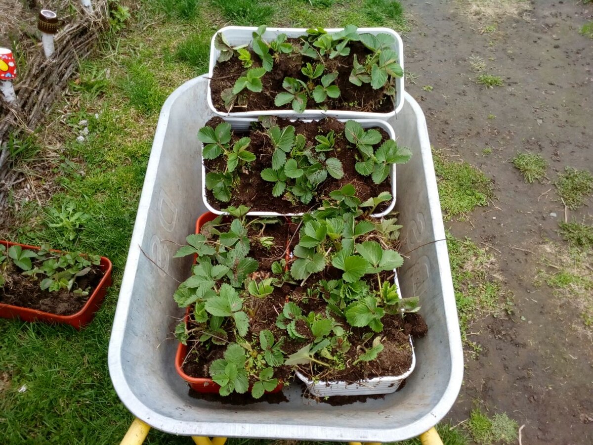  клубника Монгольская