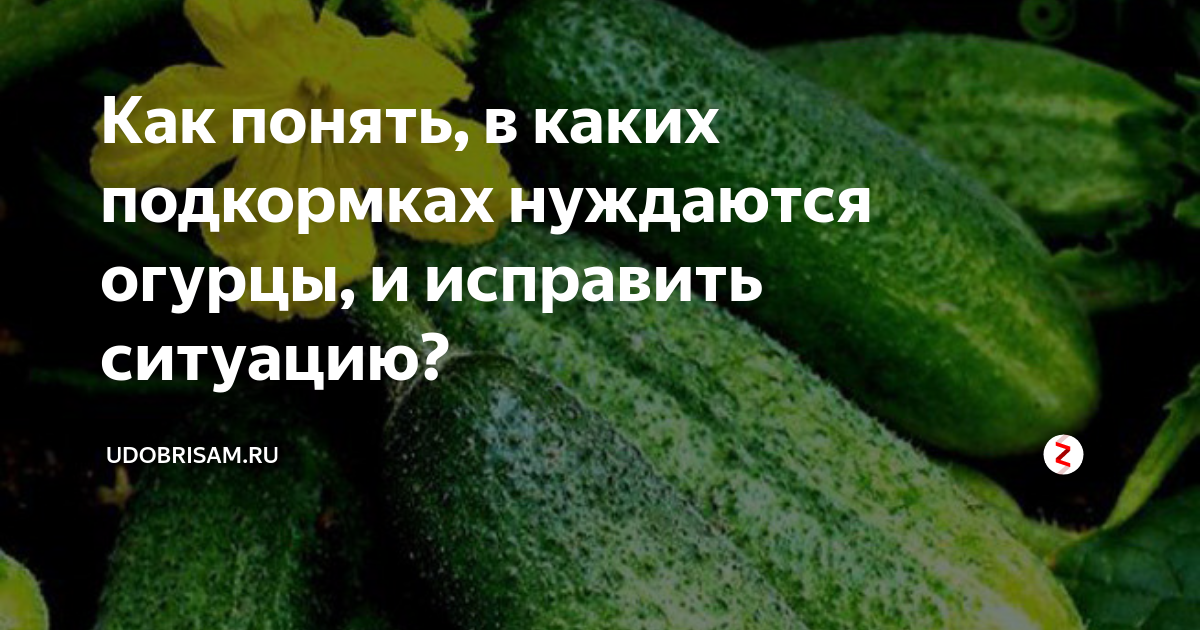 Нехватка удобрений по листьям огурцов. Огурцы неправильной формы. Огурцы нехватка элементов. Чего не хватает огурцам. Недостаток удобрений в огурцах.